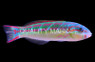 Fivestripe Wrasse