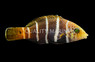 Barred Thicklip Wrasse