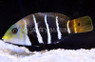 Barred Thicklip Wrasse