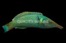 Bird Green Wrasse, Male :: 33508
