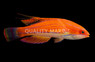 Carpenter's Flasher Wrasse