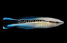 Bluestreak Cleaner Wrasse
