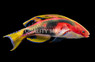 Exquisite Fairy Wrasse