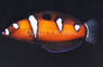 Queen Coris Wrasse, Juvenile