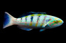 Hardwicke Wrasse