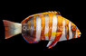 Harlequin Tuskfish