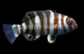 Harlequin Tuskfish