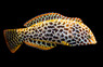 Black Spotted Leopard Wrasse