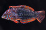 Ornate Leopard Wrasse