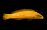 Yellowhead Wrasse