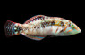 Pink Belly Wrasse