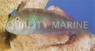 Green Razor Wrasse
