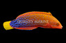 Red Coris Wrasse, Adult