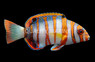 Harlequin Tuskfish, Juvenile
