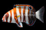 Harlequin Tuskfish, Juvenile
