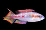 Two Spot Wrasse