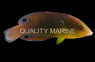 Yellowbreasted Twist Wrasse
