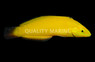 Yellow Chrysus Wrasse
