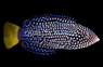 Yellowtail Wrasse