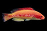 Hooded Flame Fairy Wrasse, Male