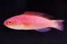 Hooded Flame Fairy Wrasse 