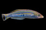Pencil Wrasse, Male