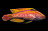 Lineatus Fairy Wrasse, Super Male