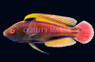 Lineatus Fairy Wrasse, Super Male