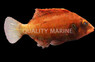 Oriental Maori Wrasse