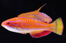 McCosker's Flasher Wrasse, Male