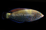 Blue Spotted Tamarin Wrasse