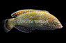 Blue Spotted Tamarin Wrasse