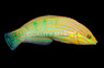 Melanurus Wrasse, Male
