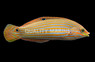 Melanurus Wrasse, Male