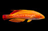 Redtail Flasher Wrasse, Male
