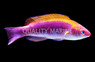 Lubbock's Fairy Wrasse