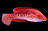 Red Fin Fairy Wrasse, Male