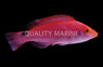 Red Fin Fairy Wrasse, Female