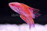 Filamented Flasher Wrasse