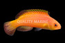 Nahacky's Fairy Wrasse