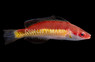 Naoko's Fairy Wrasse, Male