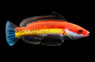 Naoko's Fairy Wrasse, Male