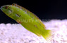 Sea Grass Wrasse