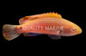 Blueside Fairy Wrasse 
