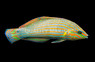 Vrolik's Wrasse, Male