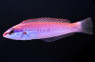 Redspot Wrasse