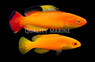 Nahacky's Fairy Wrasse, Pair