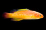 Nahacky's Fairy Wrasse, Pair