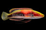 Katherine's Fairy Wrasse, Male