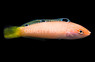 Pale Wrasse